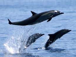 delfin
