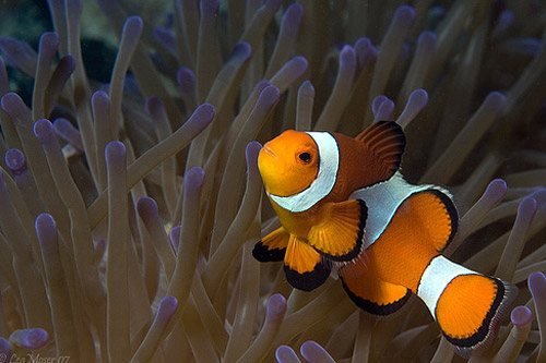 nemo
